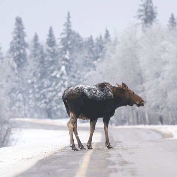 Moose on road in Manitoba